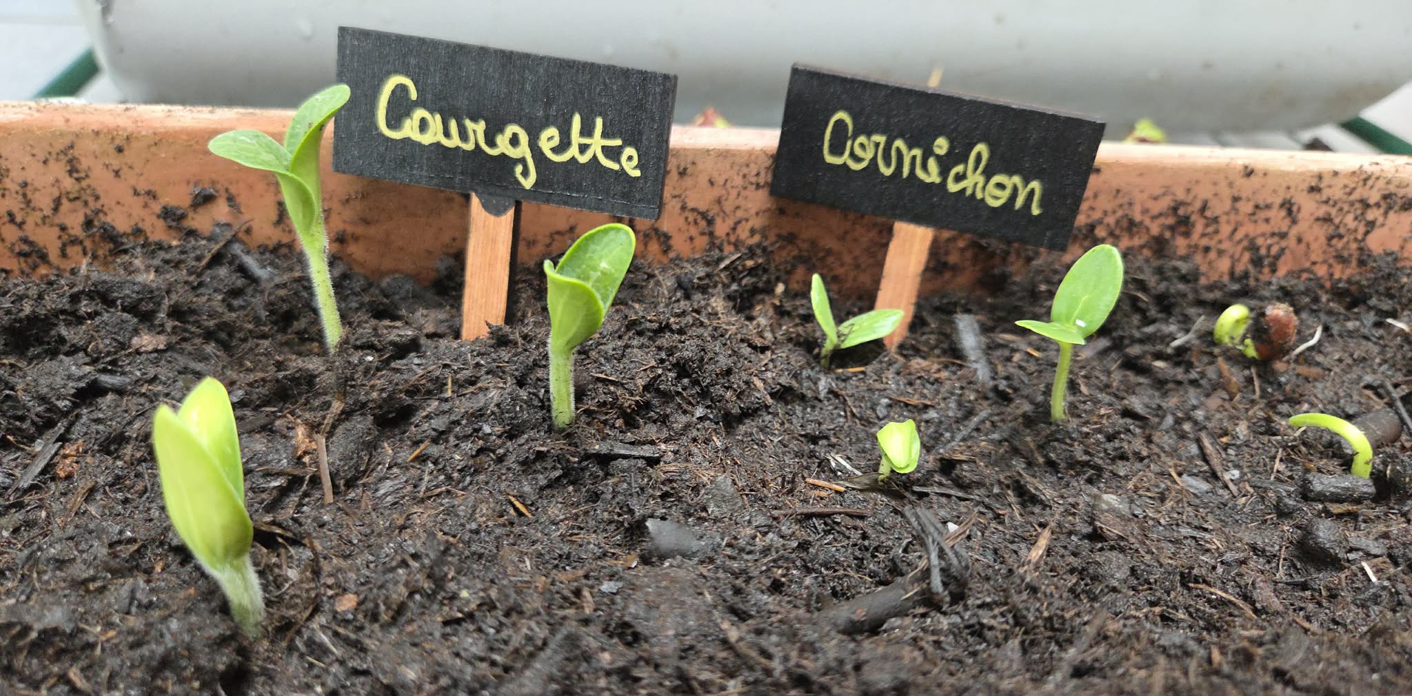 Marqueur potager